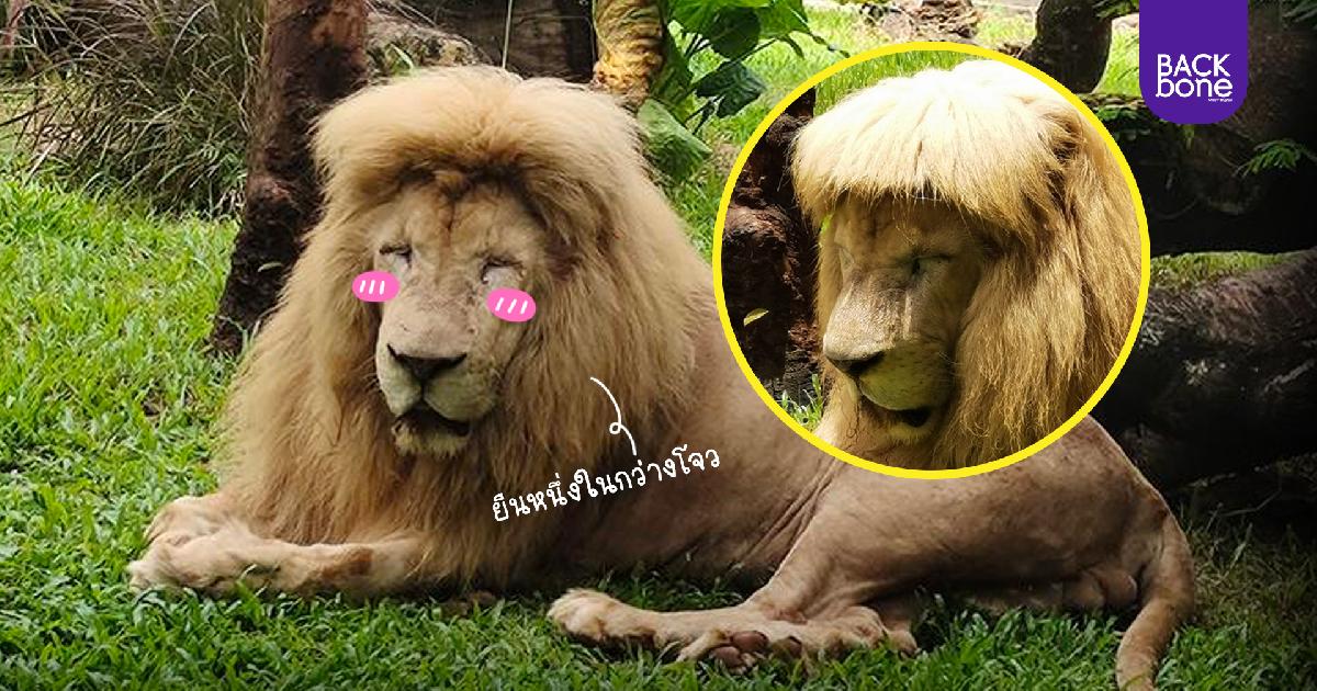 สิงโตม้าเต่อสุดต๊าซ “อาหาง” แห่งสวนสัตว์นครกว่างโจว