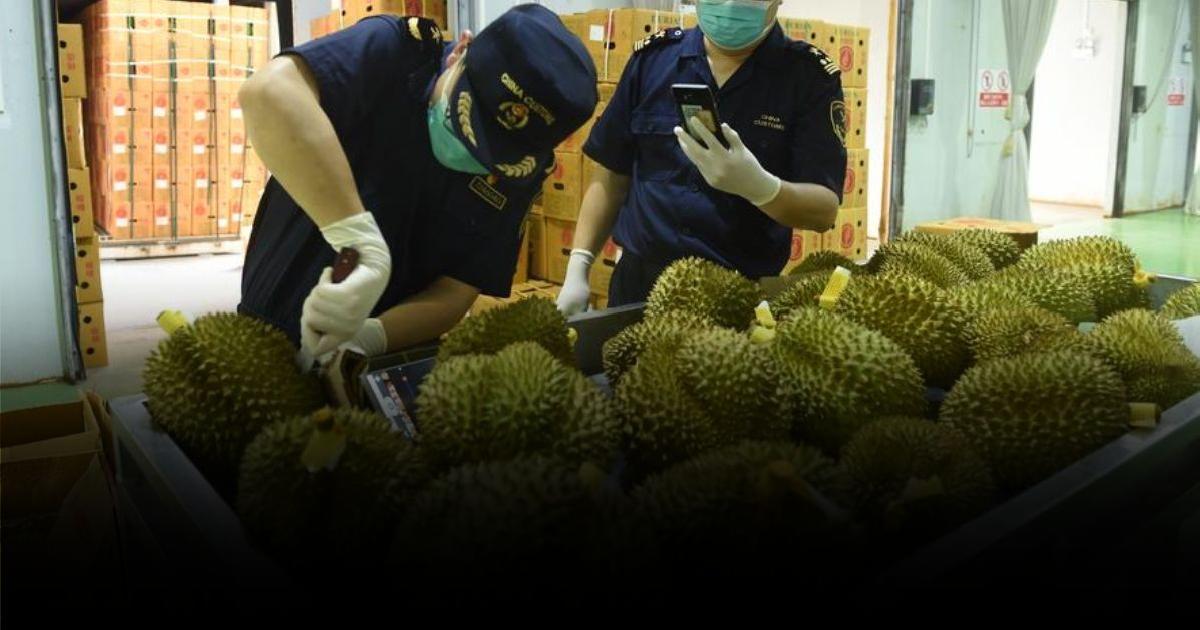 ทุเรียนไทยอาจไม่ได้ยืนหนึ่ง หลายชาติส่งออกทุเรียน แย่งตีตลาดจีน