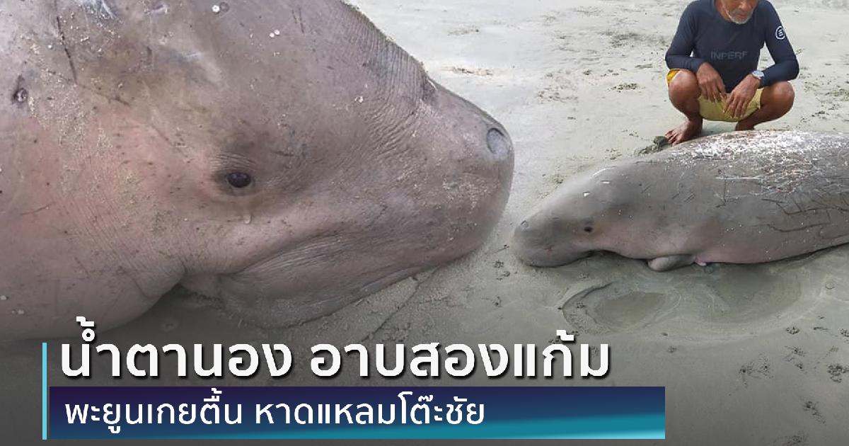 น้ำตานอง อาบสองแก้มพะยูนเกยตื้น หาดแหลมโต๊ะชัย