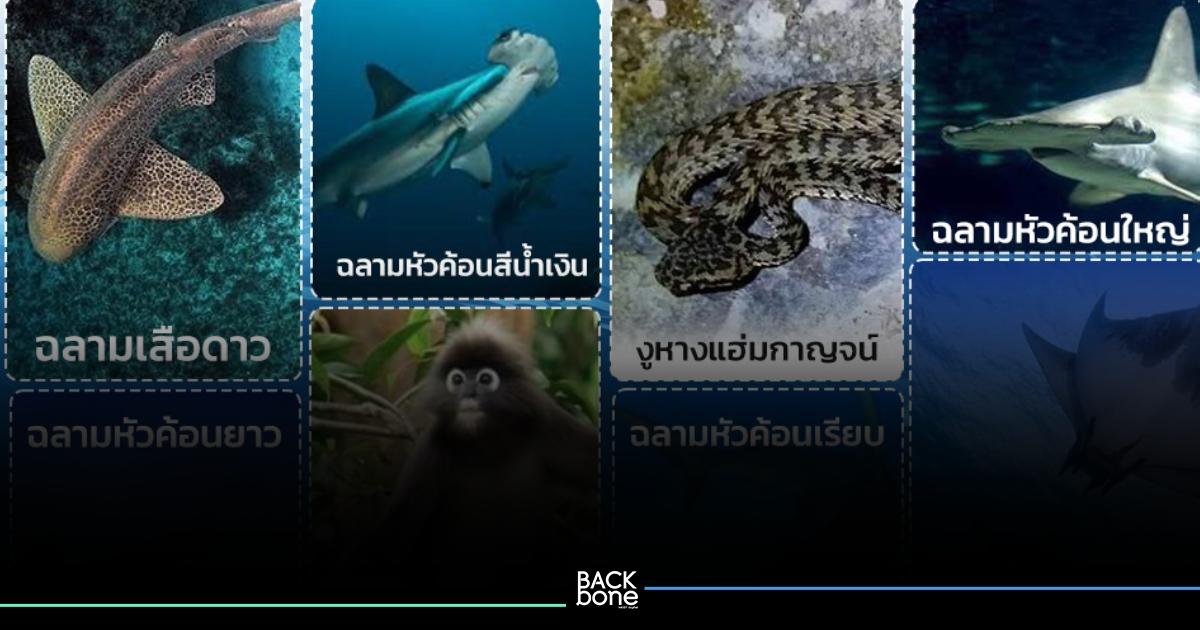ครม.ไฟเขียว ให้ “วาฬสีน้ำเงิน-นกชนหิน” เป็นสัตว์ป่าสงวน เพิ่ม 8 ชนิด สัตว์ป่าคุ้มครอง