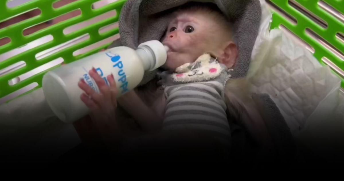 อัปเดตชีวิต ‘น้องปุยฝ้าย’ ลูกลิงกังพลัดหลง