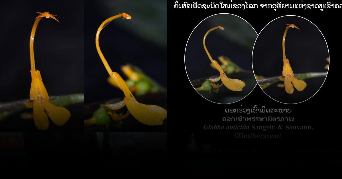 สวยสุดๆ“ดอกเข้าพรรษามิตรภาพ” ดอกเข้าพรรษาชนิดใหม่ของโลก