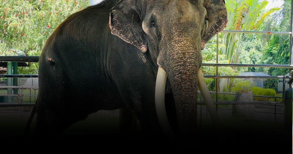 ผลตรวจสุขภาพ “พลายศักดิ์สุรินทร์” หลังจากกลับมารักษาที่ไทย