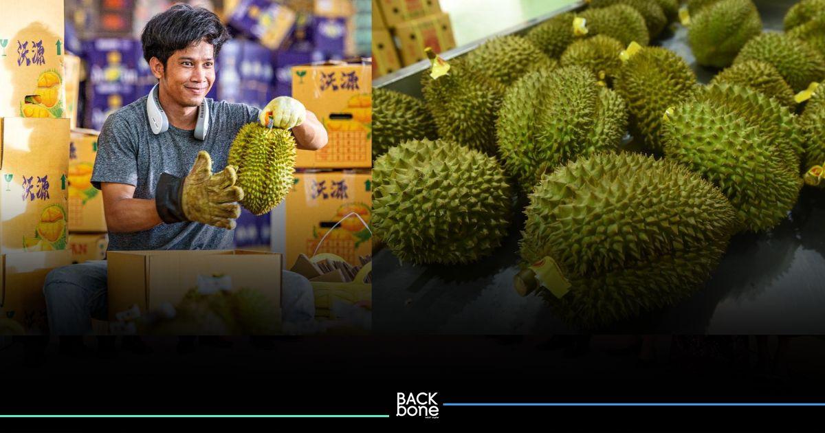 การเดินทางของ 'ทุเรียนไทย' สดใหม่จากสวนสู่ตลาดจีนแบบรวดเร็วทันใจ