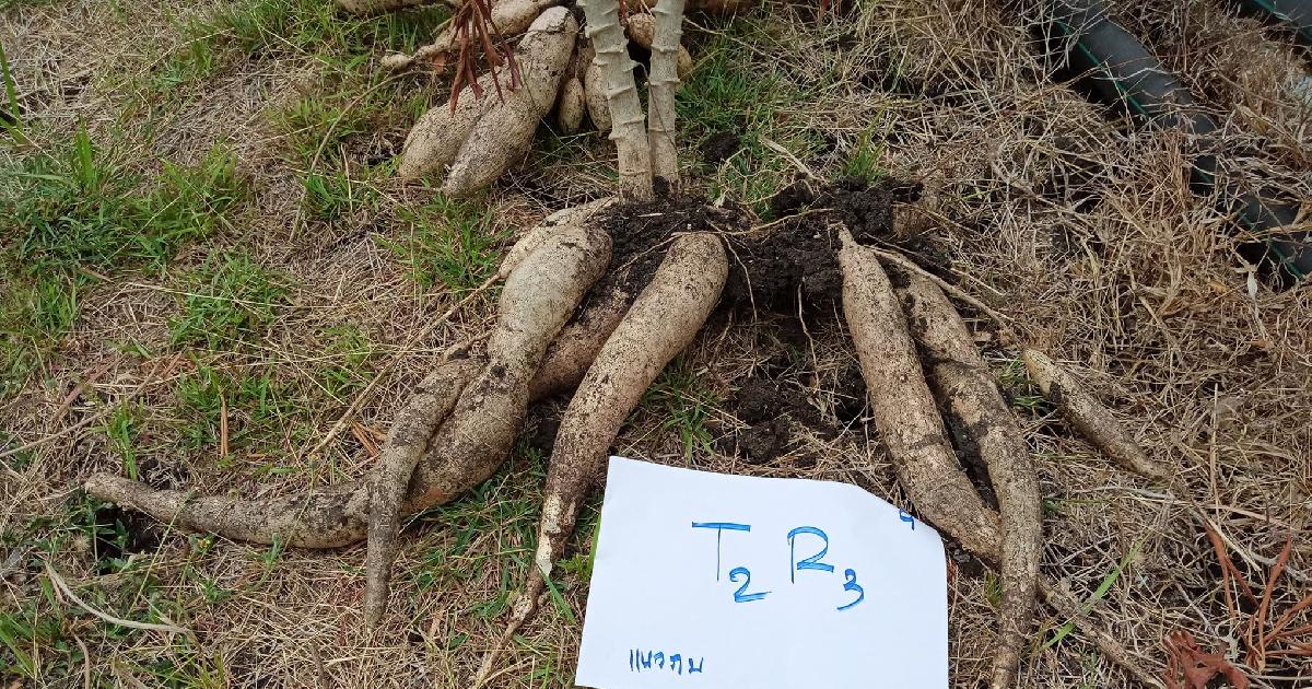 ความหวังเกษตรกร มันสำปะหลัง “เกษตรศาสตร์72”