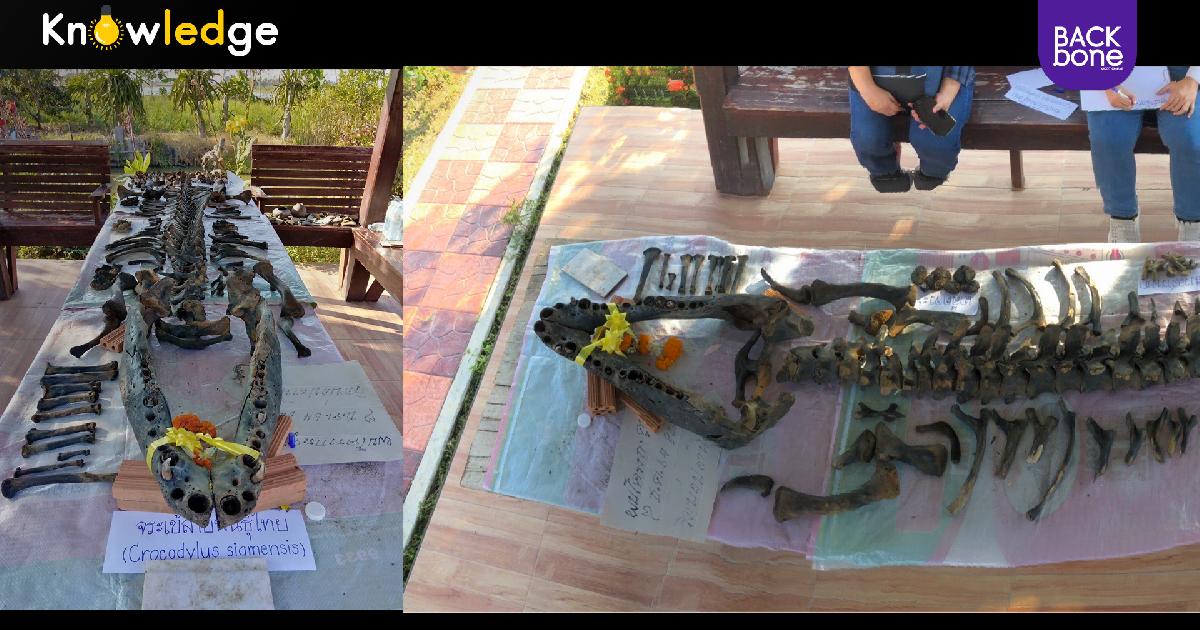 อายุกว่า 1,000 ปี โครงกระดูกจระเข้ยักษ์ บางบ่อ สมุทรปราการ