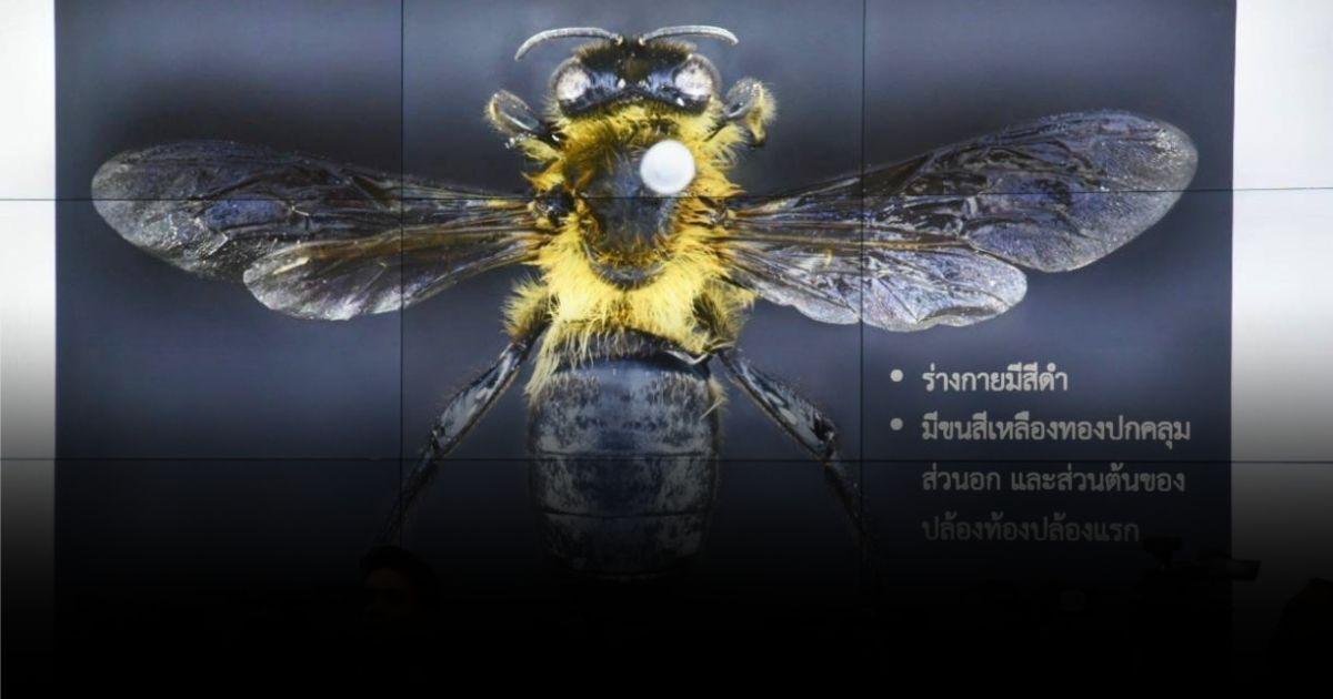 พบ ครั้งแรกในไทย “ผึ้งหลวงหิมาลัย” บ่งชี้ความหลากหลายชีวภาพ