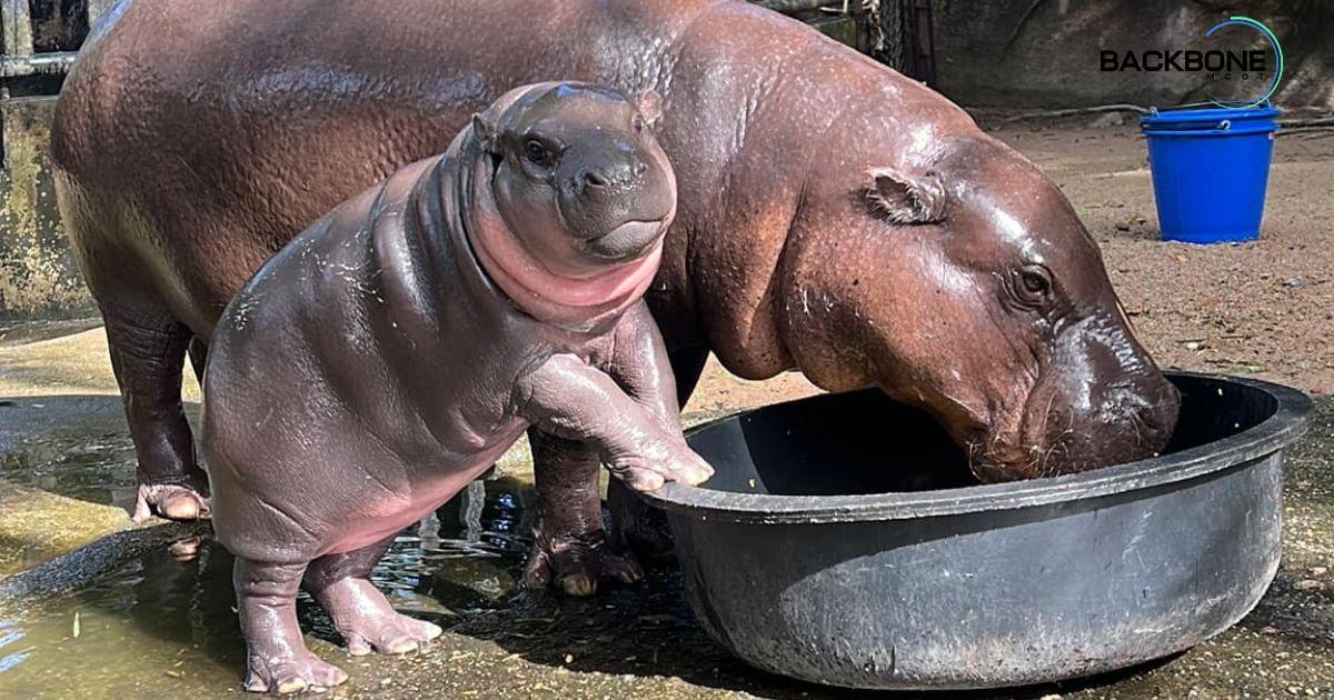ตั้ง “น้องหมูเด้ง” เป็นทูตวัฒนธรรมสื่อสารความเป็นไทย
