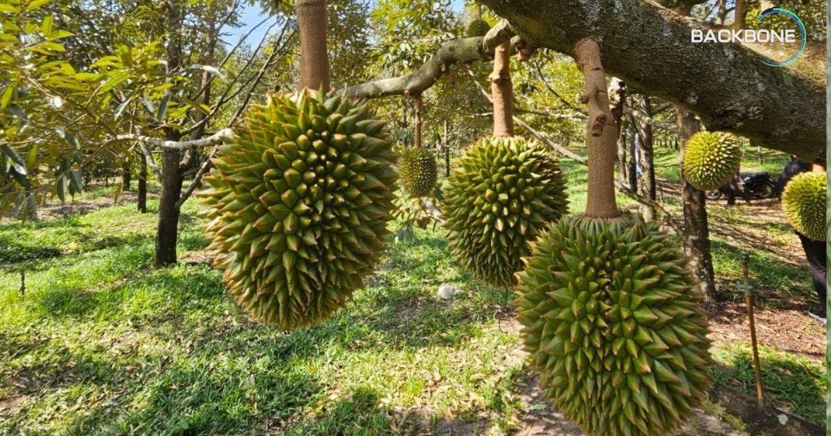 สศก.เผย ผลสำเร็จ ทุเรียนหนองโสน 3 ปี สร้างมูลค่า กว่า 23.79 ล้านบาท