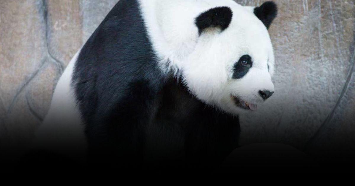 อาลัย “หลินฮุ่ย” กลับดาวแพนด้า แพนด้าขวัญใจคนไทย จากไปด้วยวัย 21 ปี