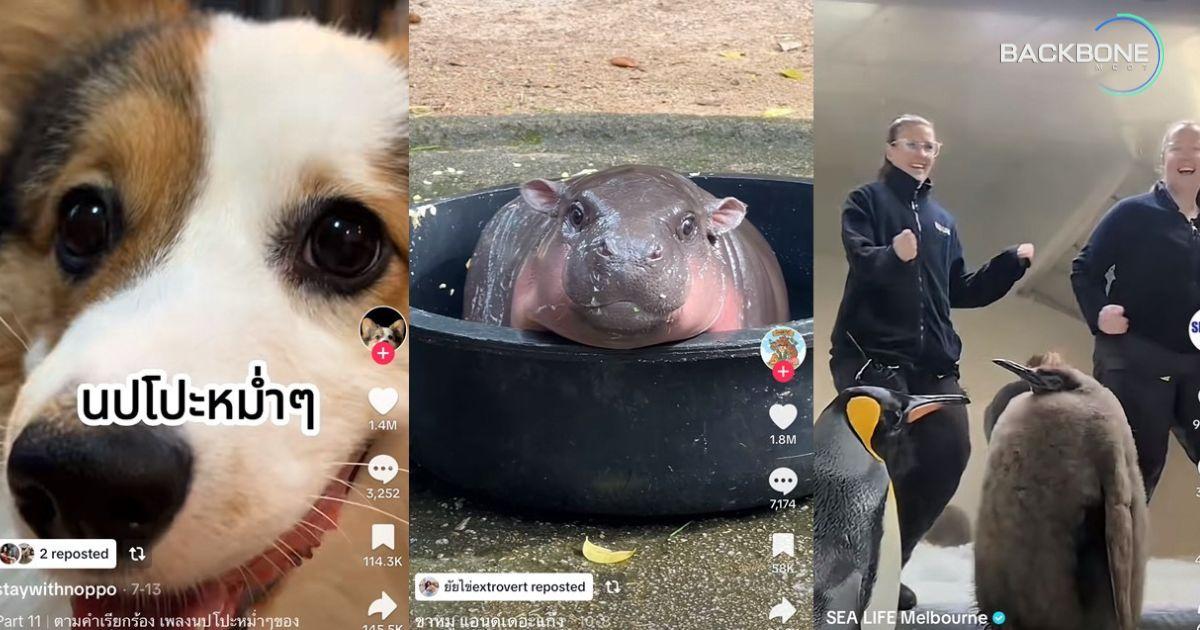 Year on TikTok 2024  สรุปเทรนด์ยอดนิยมที่เป็นกระแสไวรัล