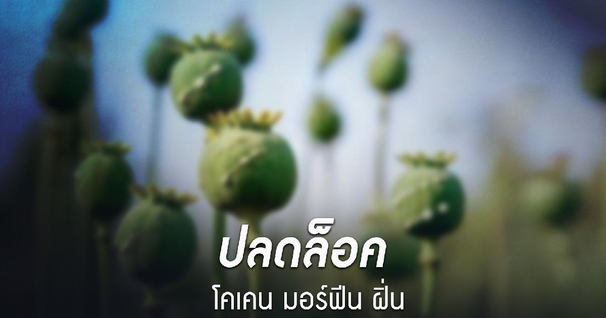 ปลดล็อค โคเคน มอร์ฟีน ฝิ่น