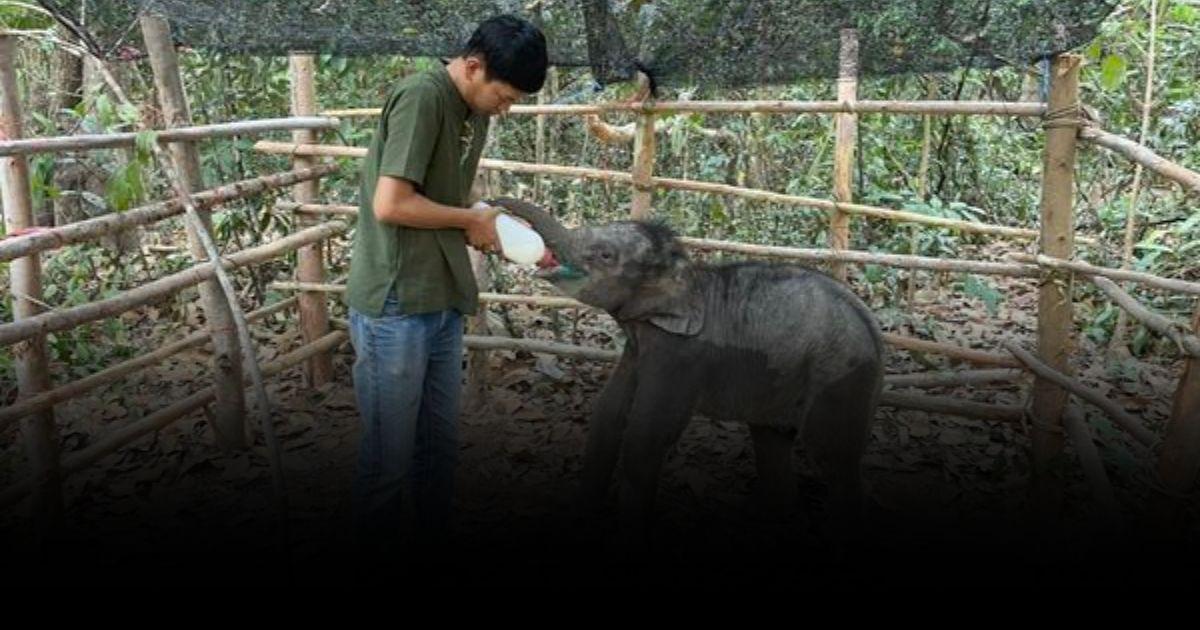ย้าย “น้องมีนา” ไปอยู่กับ “น้องตุลา” หลังฝูงช้างไม่กลับมารับ
