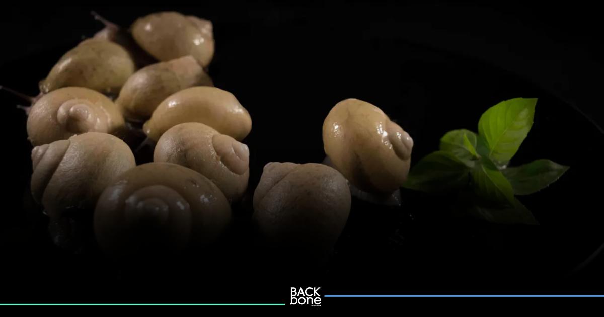 สุดปัง! นักวิทย์จีนพัฒนา “เมือกหอยทาก” เป็นกาวสมานบาดแผล