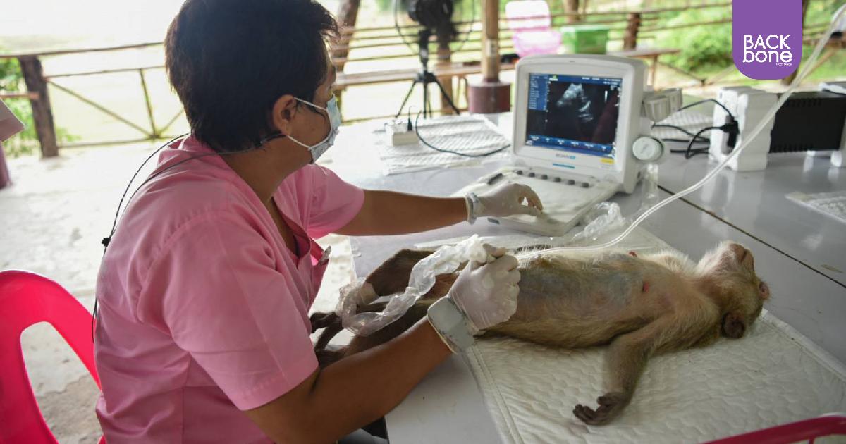 ระดมทีมสัตวแพทย์กู้ชีพ ตรวจสุขภาพลิงแสม