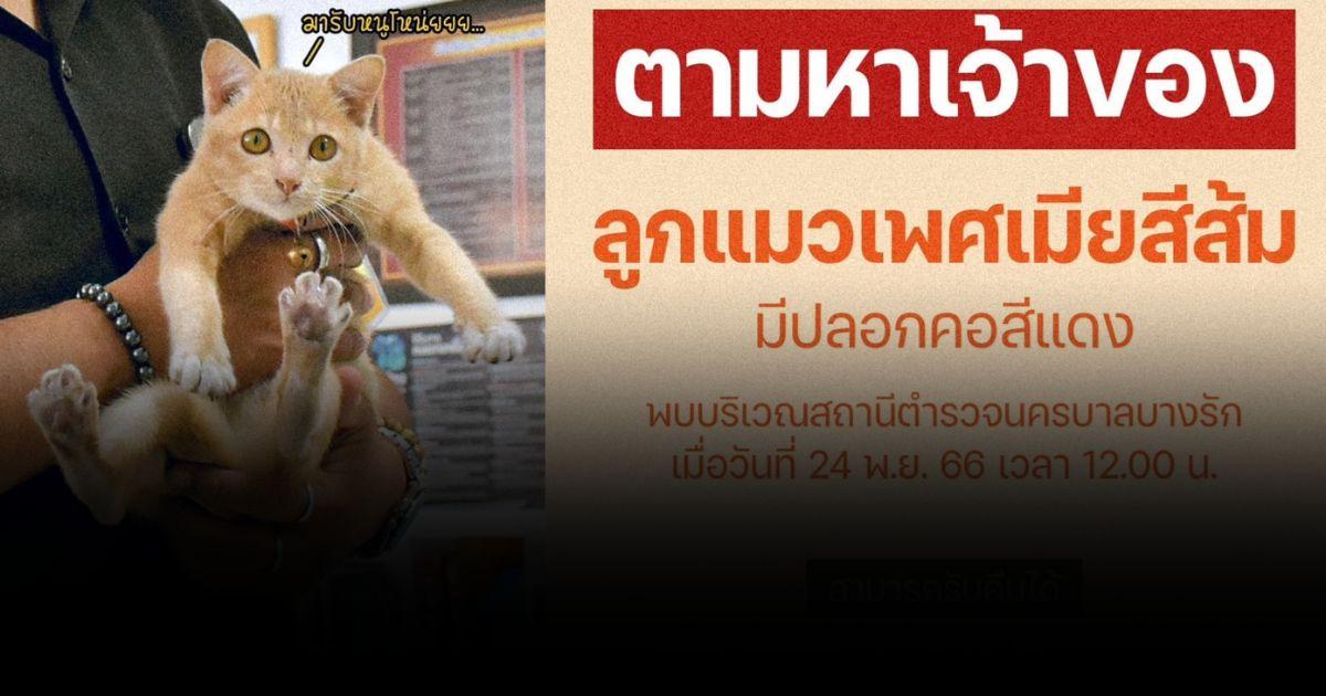ทาสอยู่ไหนมารับด่วนน้องส้มยังตามหาเจ้าของอยู่