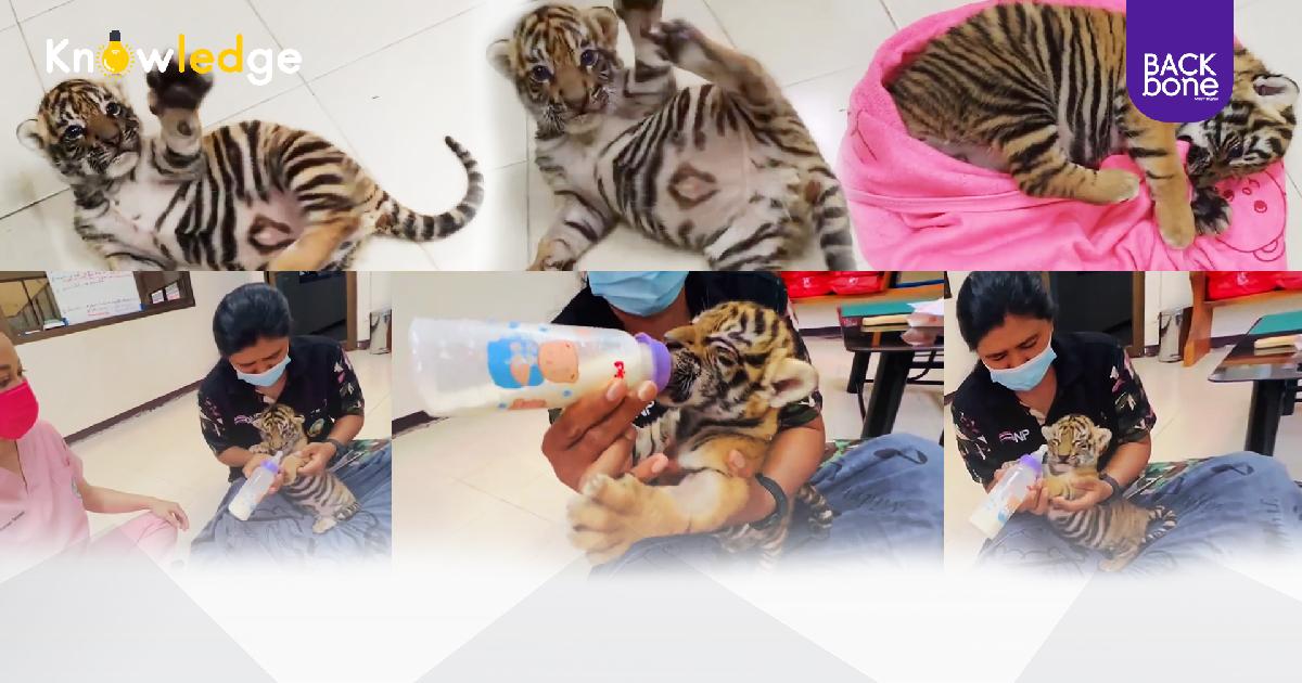 อัปเดต ภาพน่าเอ็นดู “น้องขวัญ” ลูกเสือโคร่ง (รวมคลิป)