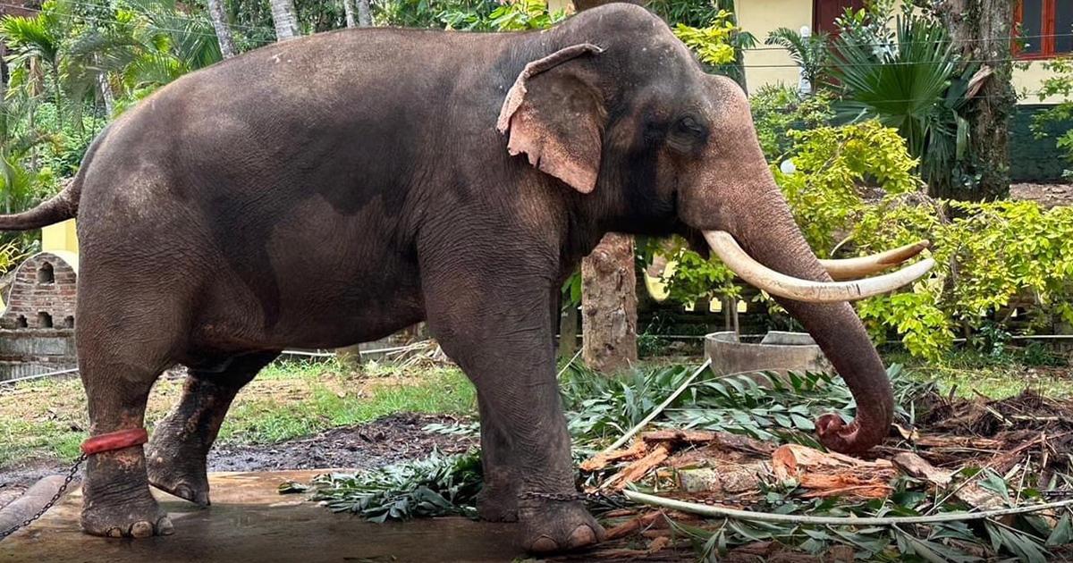 พลายประตูผา อีกหนึ่งช้างไทยในศรีลังกา