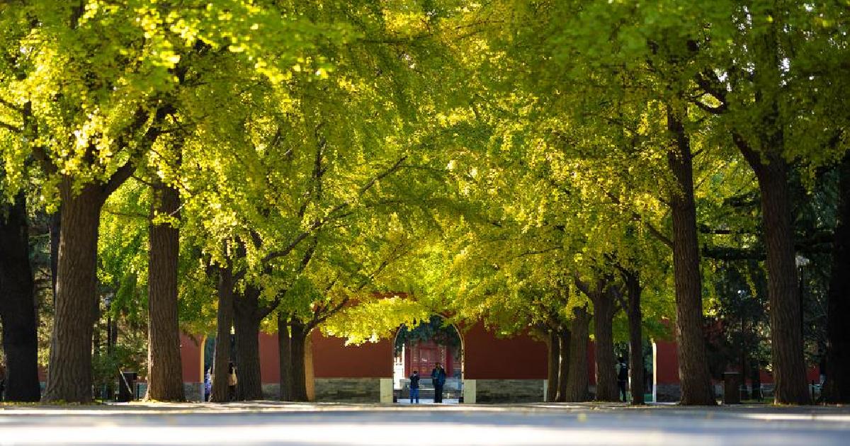 จีนเพิ่มพื้นที่สีเขียว ปักกิ่งจ่อสร้าง 'เส้นทางสีเขียว' กว่า 5,000 กม. ภายในปี 2035
