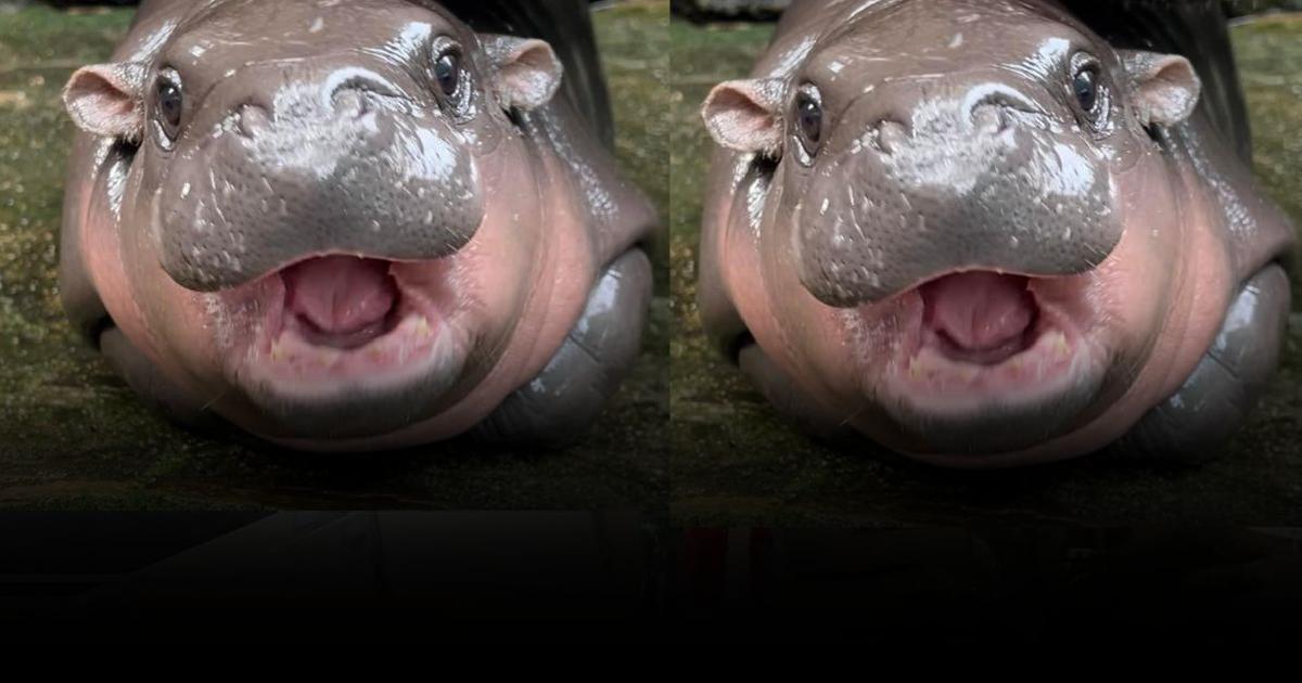 หมูเด้ง ยาใจชาวเน็ต ดังสุดๆ จนฉุดไม่อยู่