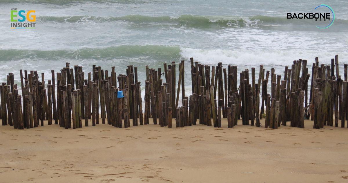 กำแพงไม้ดักทราย แก้กัดเซาะชายฝั่ง “หาดทรายแก้ว”