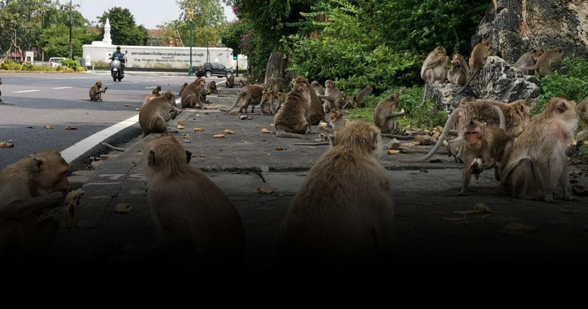 กระทรวงเกษตรฯ เร่งแก้ปัญหาลิงแสมเพิ่มจำนวน
