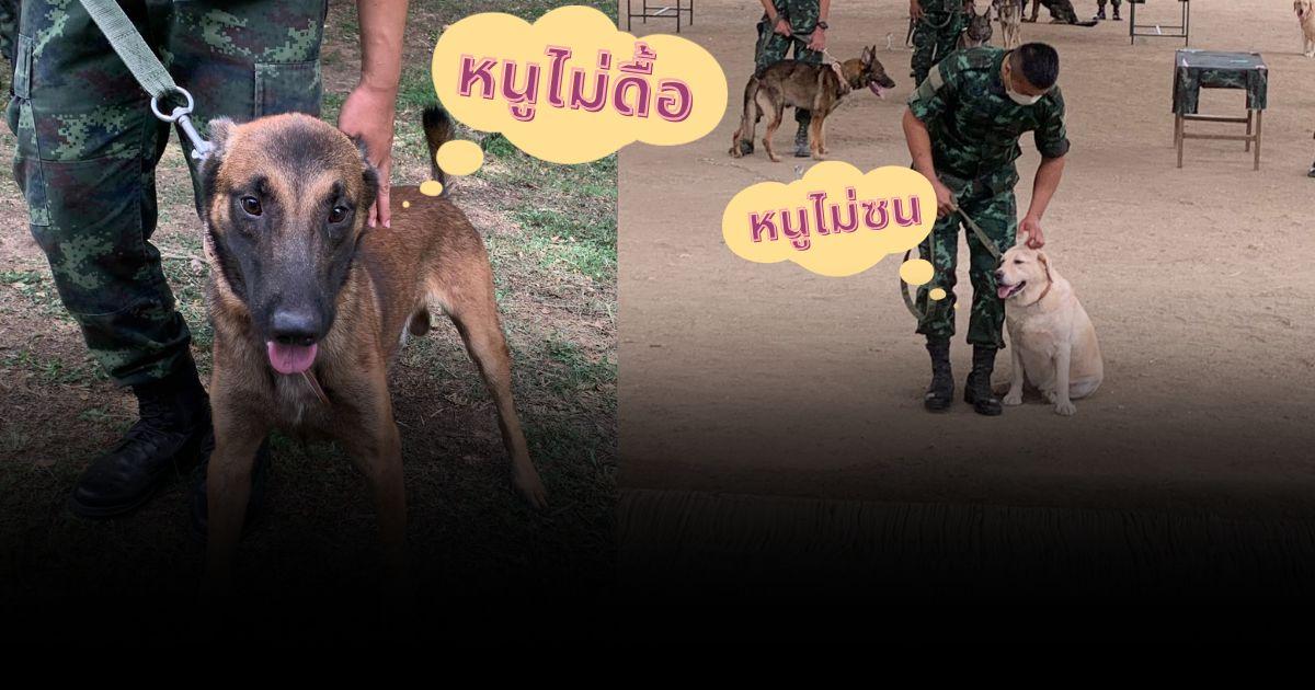 รับพวกหนูไปอยู่เป็นเพื่อนไหม ไปช่วยกันประมูลสุนัขทหารไม่ผ่านเกณฑ์พวกหนูน่ารักนะ