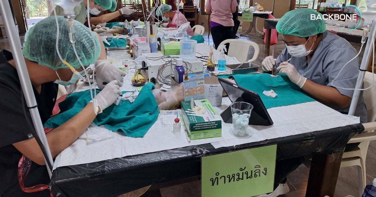 ลพบุรีโมเดล สู่เขาลอย โคราช เปิดปฏิบัติการทำหมันลิง