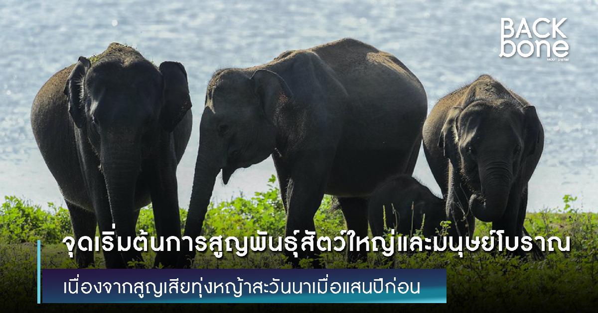 จุดเริ่มต้นการสูญพันธุ์สัตว์ใหญ่และมนุษย์โบราณ เนื่องจากสูญเสียทุ่งหญ้าสะวันนาเมื่อแสนปีก่อน