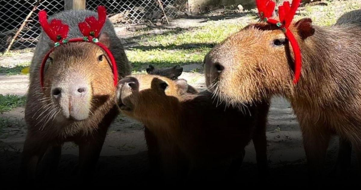 ฉลองคริสมาสต์ กับเหล่าสัตว์น่ารัก สุขส่งท้ายปี “สวนสัตว์เปิดเขาเขียว”