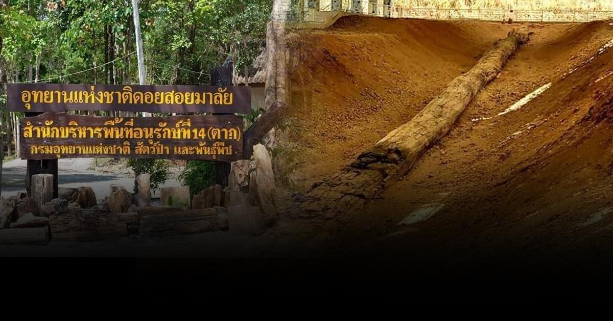ไม้กลายเป็นหิน จ.ตาก เตรียมบันทึกสถิติยาวที่สุดในโลก 8 ก.ค. นี้