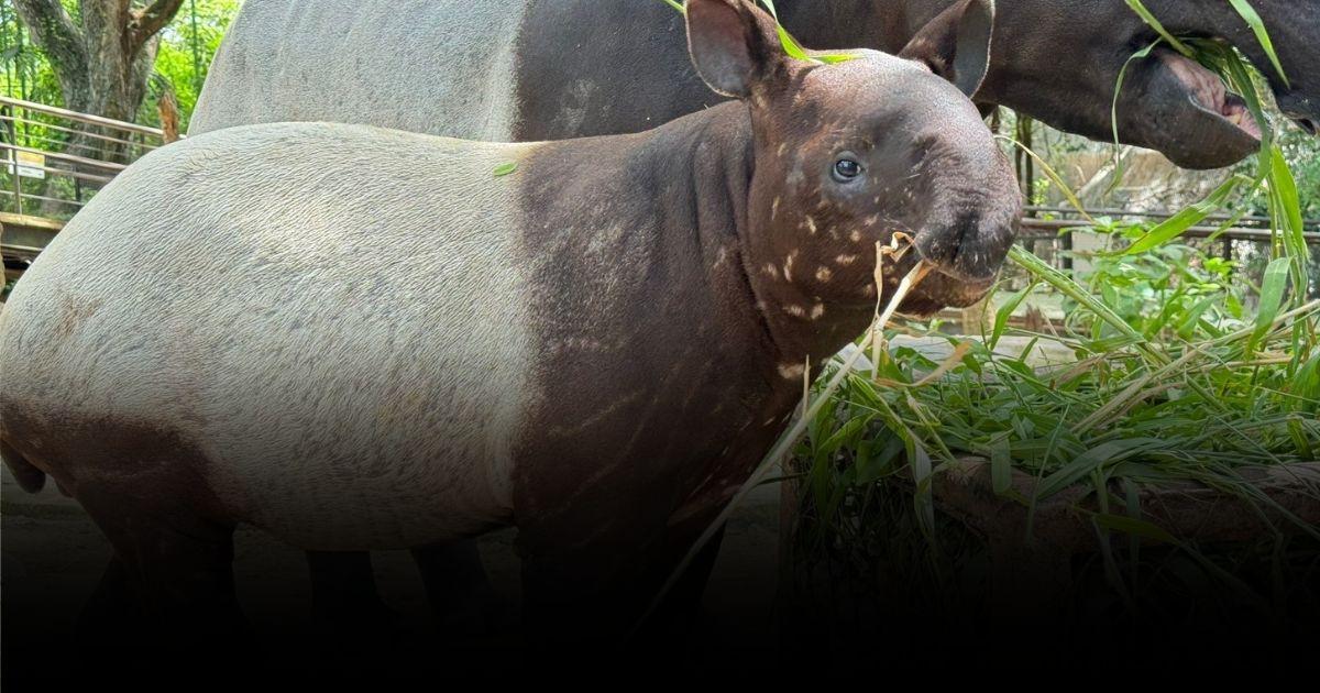 ได้ชื่อแล้ว หนูชื่อ “น้องแตงไทย” ลูกสมเสร็จ ตัวใหม่ สวนสัตว์เปิดเขาเขียว