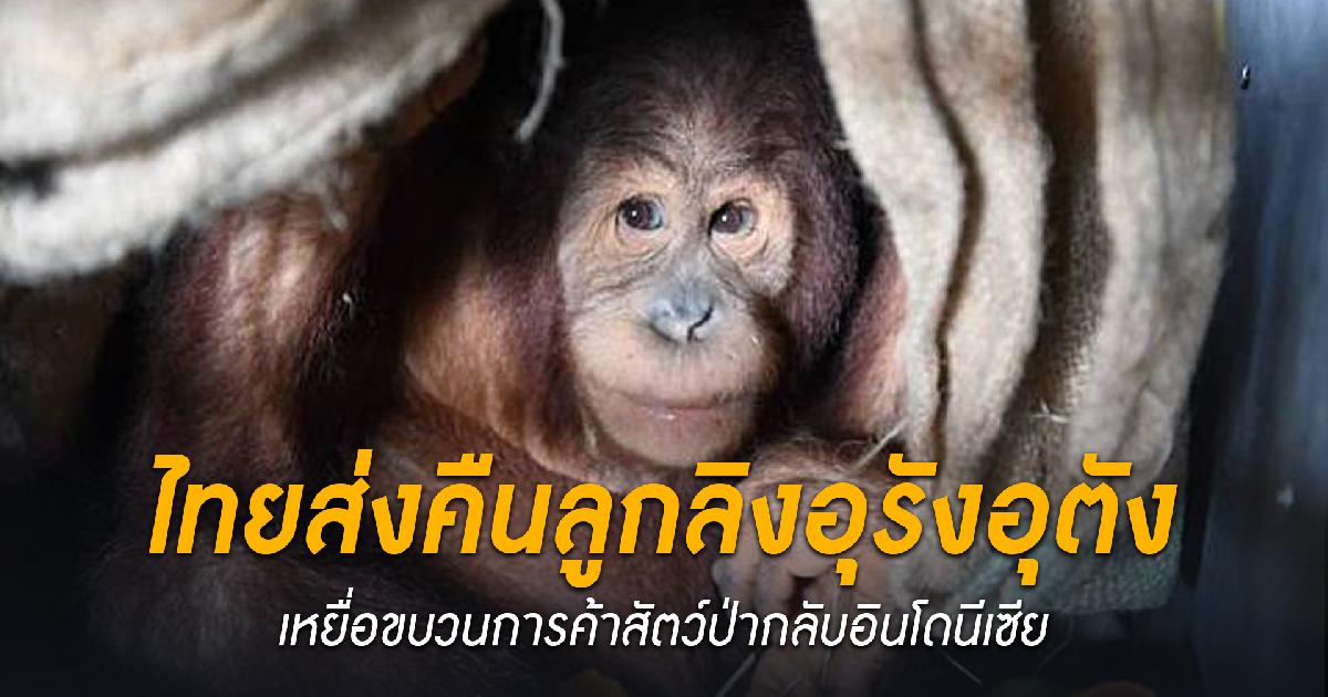 ไทยส่งคืนลูกลิงอุรังอุตัง 2 ตัวเหยื่อขบวนการค้าสัตว์ป่ากลับอินโดนีเซีย