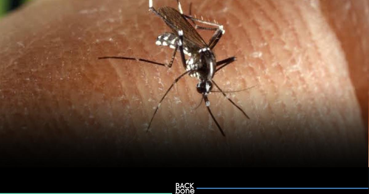 20 สิงหาคมของทุกปี เป็น “วันยุงโลก” (World Mosquito Day)