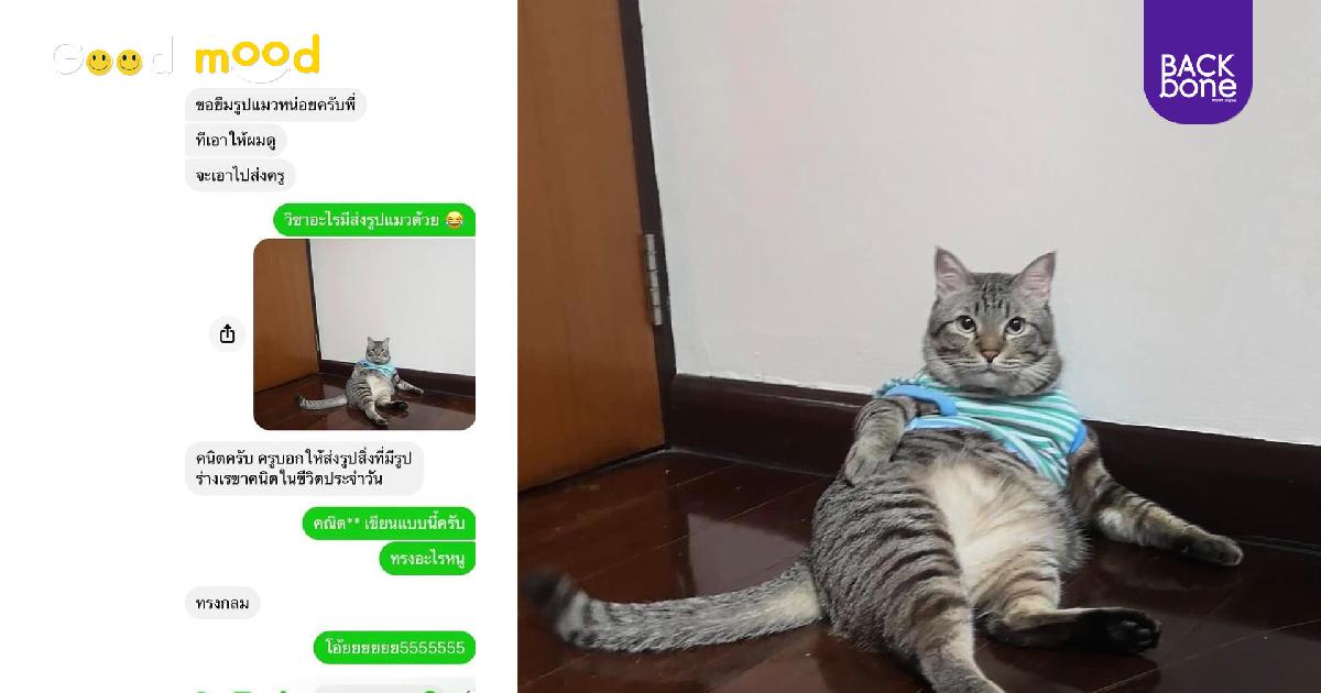 อย่าบูลลี่น้อง! ขอยืมรูปแมว ส่งการบ้านเรื่องเรขาคณิตในชีวิตประจำวัน