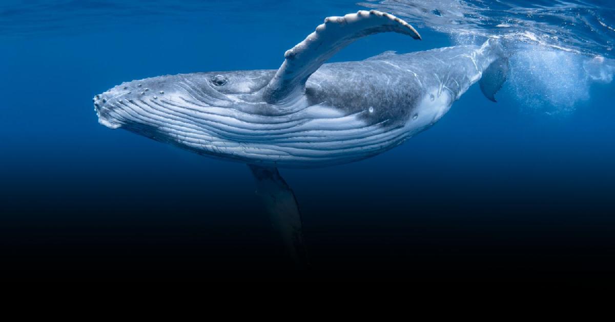 ครม. อนุมัติให้ “วาฬสีน้ำเงิน” เป็นสัตว์ป่าสงวน