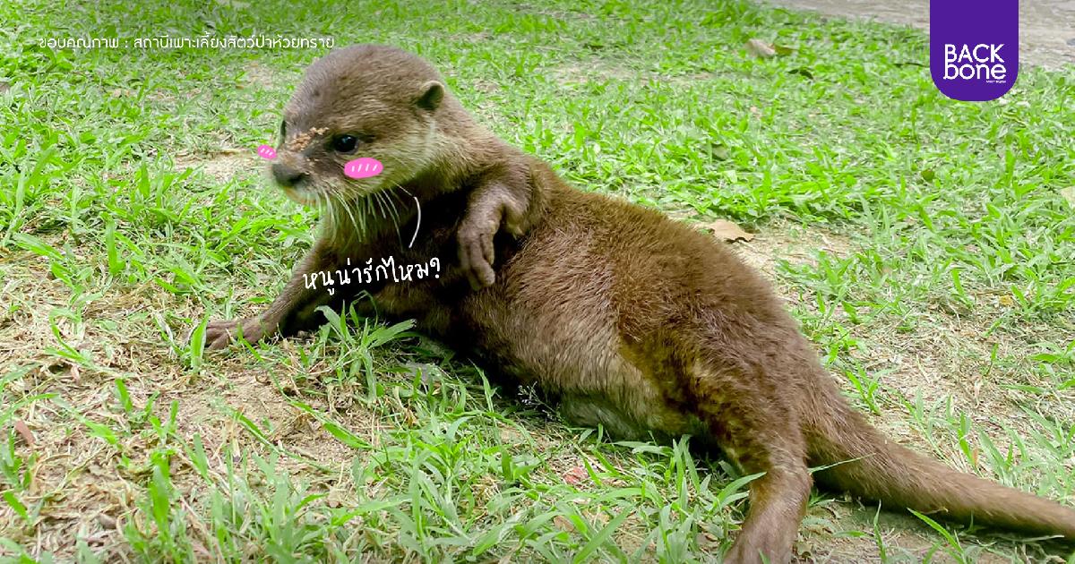 25 พฤษภาคม ‘วันนากโลก’ (World Otter Day)
