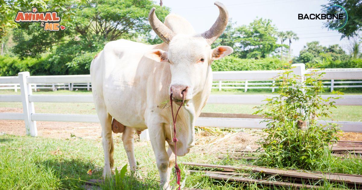 “วัว” ความเชื่อและศรัทธา สัญลักษณ์ของความสมบูรณ์