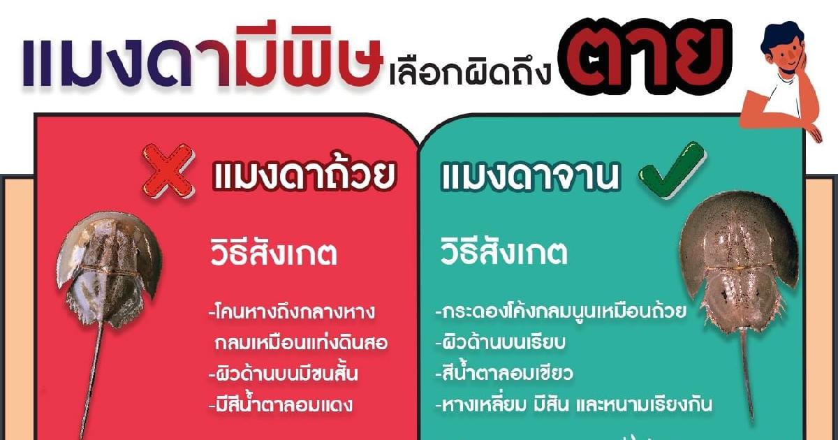 ระวังเจอไข่แมงดาถ้วย พิษแรง อันตรายถึงชีวิต!