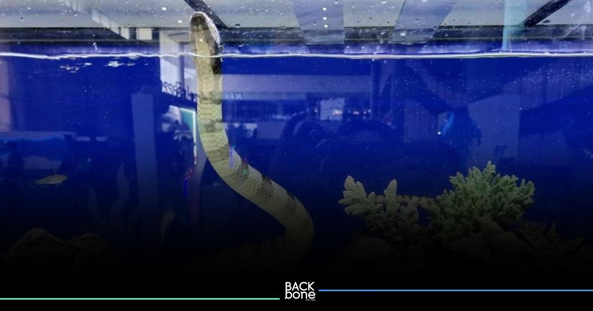กรมประมง แจงข่าว “งูสมิงทะเลปากเหลือง” หนึ่งในไฮไลท์สัตว์น้ำที่นำมาจัดแสดง ในงานวันประมงน้อมเกล้าฯ