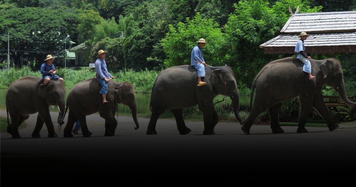 แนะนำ 8 แหล่งท่องเที่ยวช้างไทย สัมผัส เรียนรู้ ช้างไทยอย่างใกล้ชิด