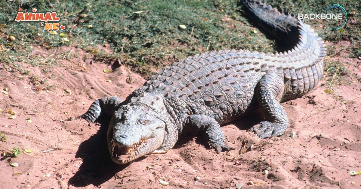 “วันจระเข้โลก” 17 มิถุนายน World Crocodile Day
