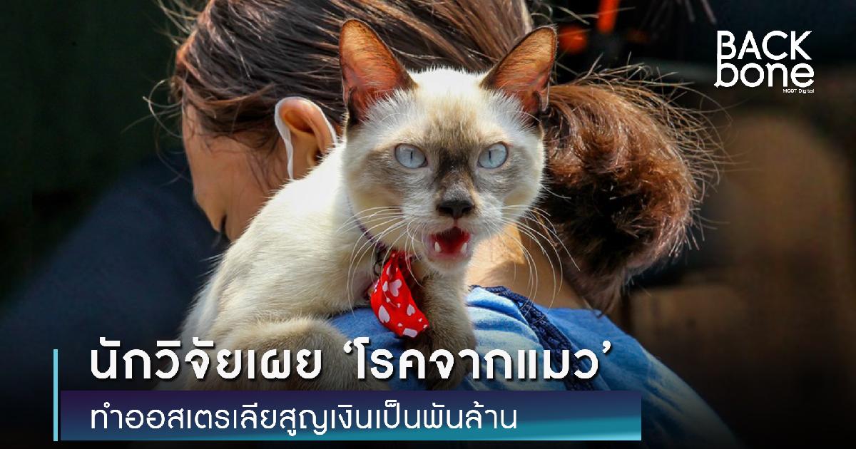 นักวิจัยเผย ‘โรคจากแมว’ ทำออสเตรเลียสูญเงินเป็นพันล้าน
