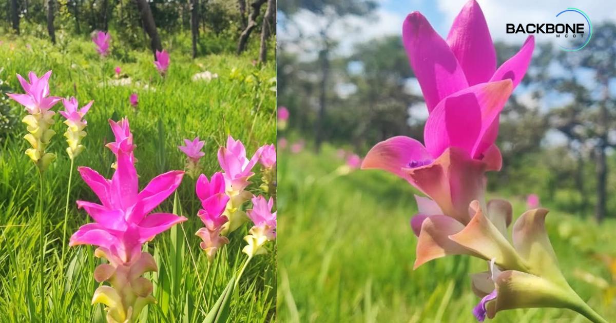 อวดโฉมความงาม ดอกกระเจียวบานนับพันดอก ที่ อุทยานแห่งชาติป่าหินงาม