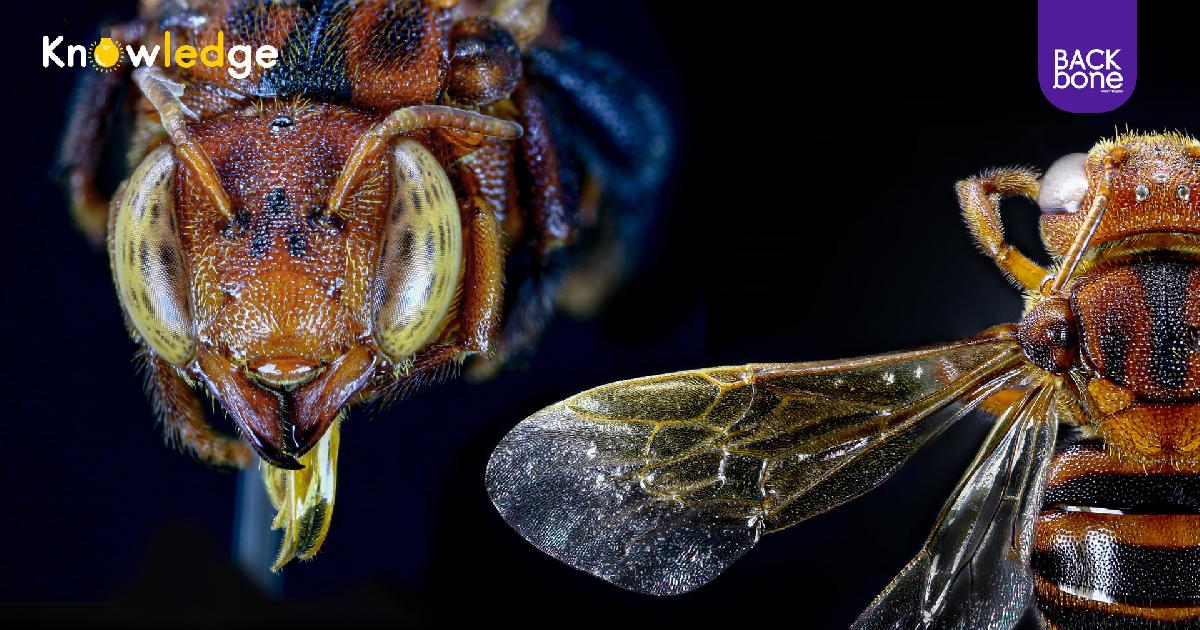 ผึ้งสายพันธุ์ใหม่ของโลก ผึ้งหยาดอำพันภูจอง