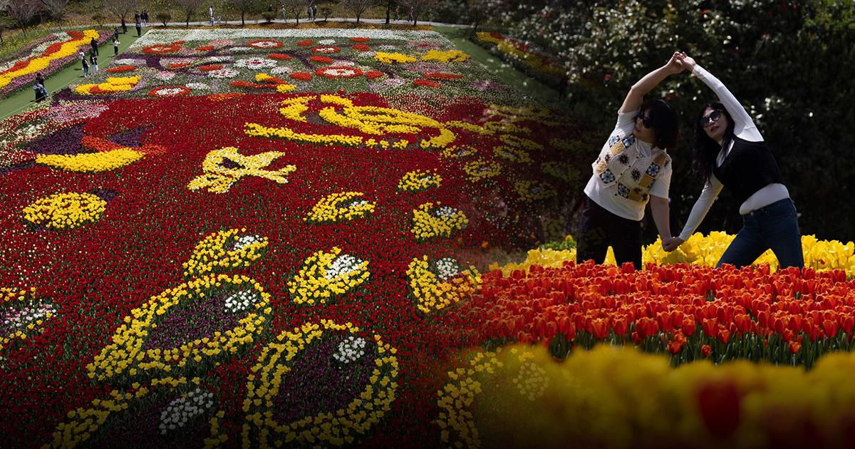‘เทศกาลดอกทิวลิป’  ในเกาหลีใต้ สวยสุดยอด