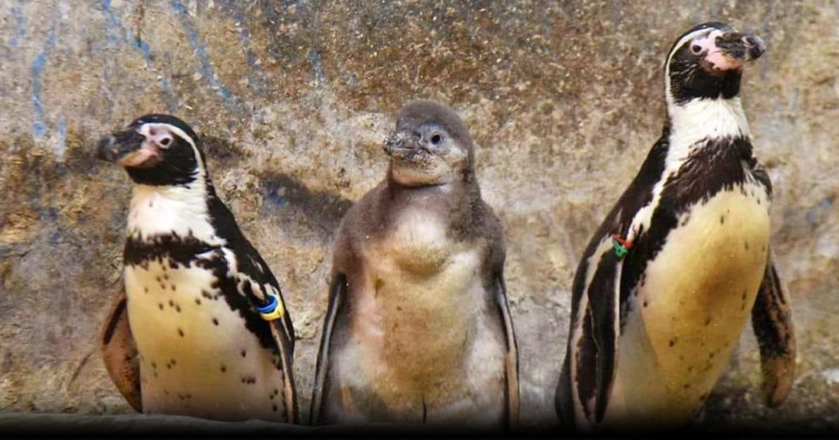 เอ็นดูน้องลูกนกเพนกวิน สมาชิกใหม่แห่งสวนสัตว์เขาเขียว