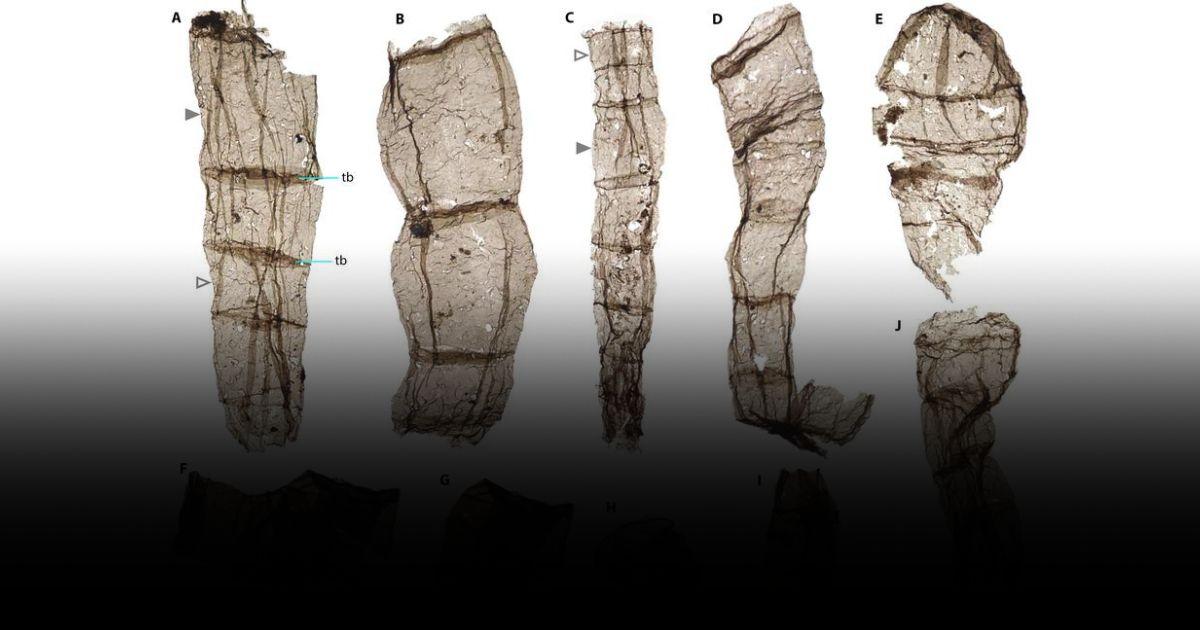 จีนพบ ‘ฟอสซิลยูคาริโอตหลายเซลล์’ อายุ 1.63 พันล้านปี เก่าแก่สุดในโลก
