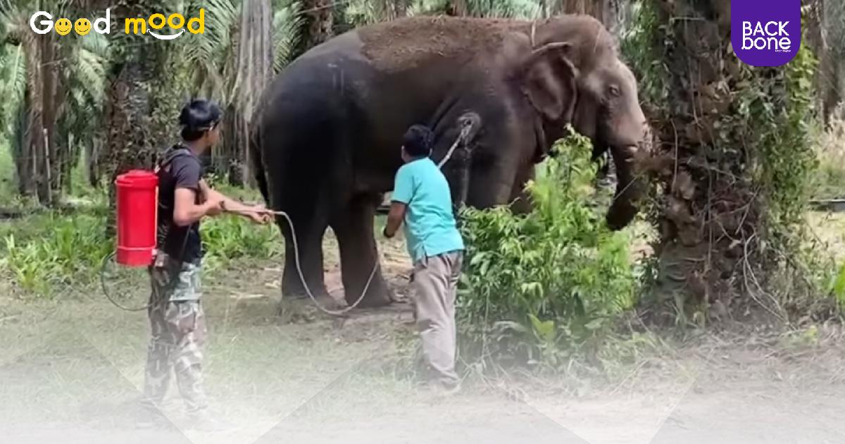 ไม่ดำน้ำแล้ว! ขอขึ้นมาทายาก่อน