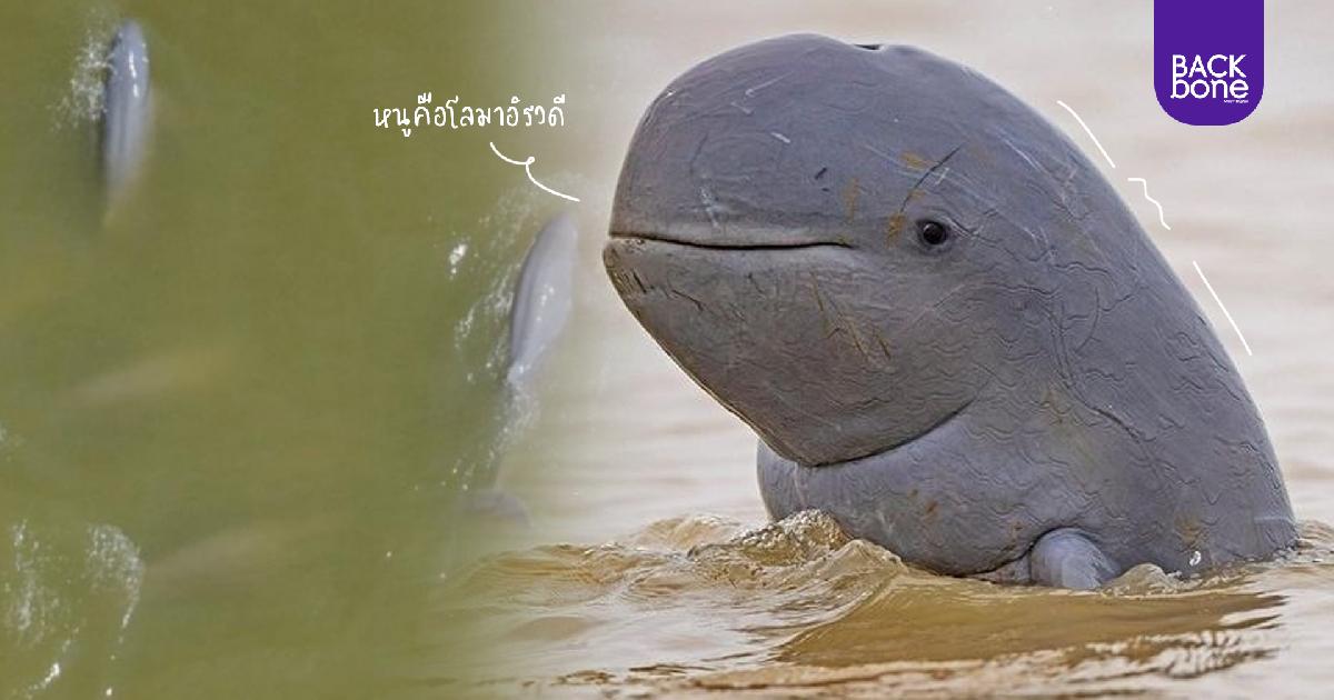 หนูเหลือแค่ 14 ตัว! โลมาอิรวดีที่ทะเลสาบสงขลา